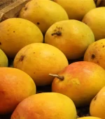 Devgad alphonso mangoes