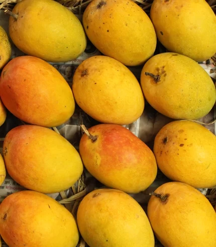 alphonso mangoes
