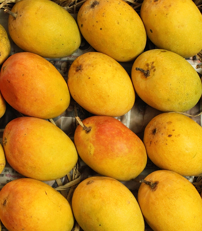 ratnagiri-alphonso-2 alphonso mangoes