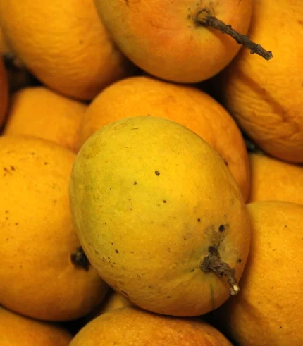 alphonso mangoes