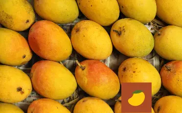 Ratnagiri-Alphonso