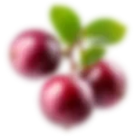 bg-cherry