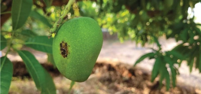 mango-with-black-mark