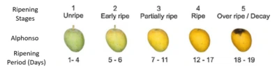 storage-of-ripe-and-unripe-mango
