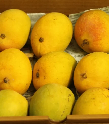 ratnagiri alphonso mangoes