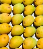 devgad alphonso mangoes
