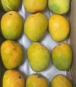 devgad alphonso mangoes