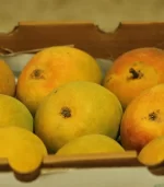 devgad alphonso mangoes