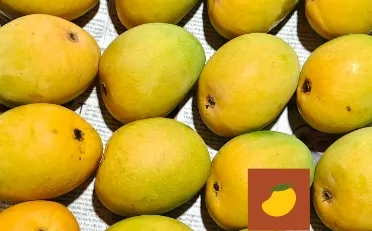 devgad-alphonso devgad alphonso mangoes